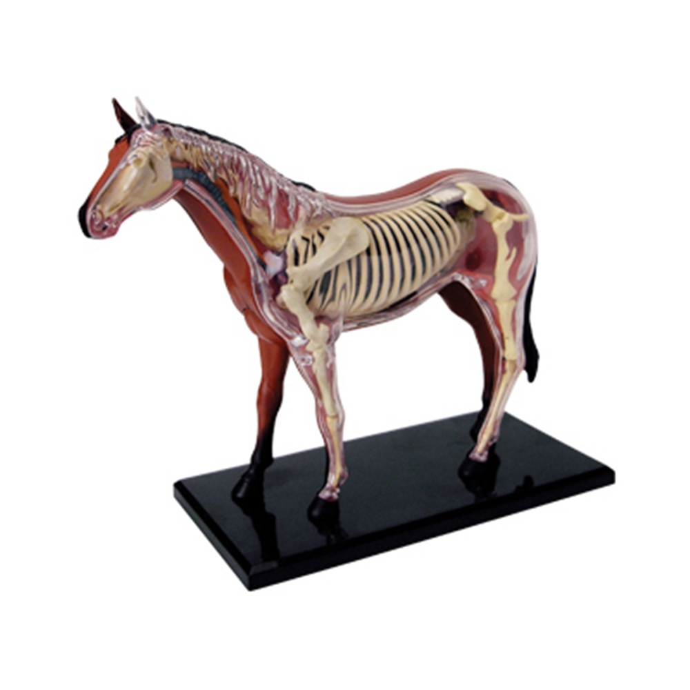 Modelo de anatomia de órgão an - Science Toys avaliação e preço