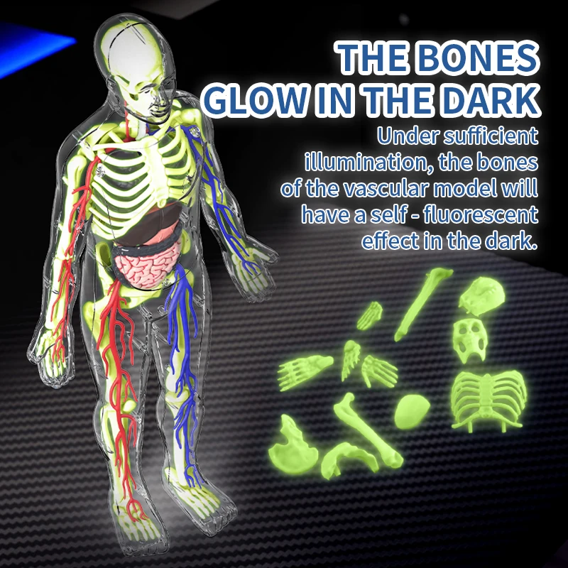 3d luminoso modelo de órgão hu - Science Nature avaliação e preço